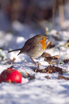 Photo of a Robin in the Snow